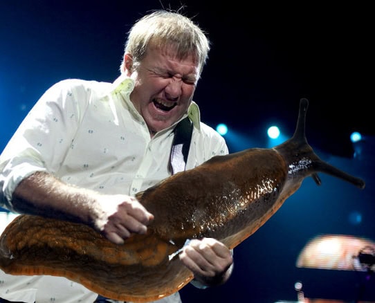alex lifeson