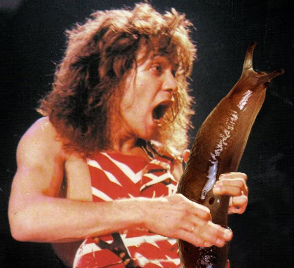 eddie van halen