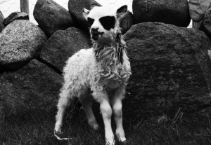 lammas