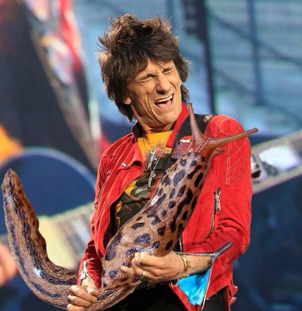 ronnie wood